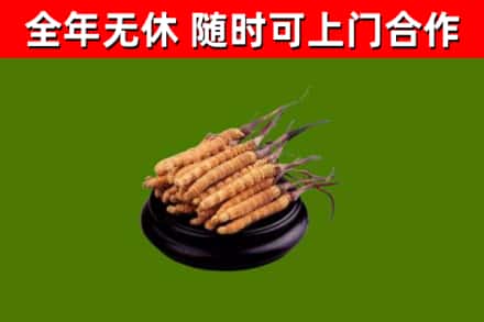 赤水市回收散虫草