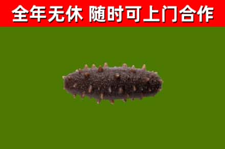 赤水市回收海参干